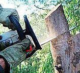How Our Tree Care Process Works  in  Brookside, AL